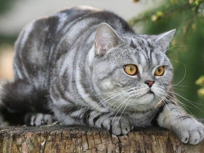  Який ти кіт: наймиліший ТЕСТ на особистість (ФОТО) 