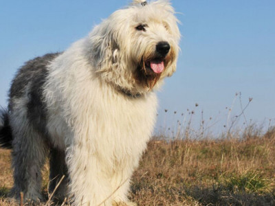 Була зіркою реклами: ця порода англійських собак невдовзі може зникнути