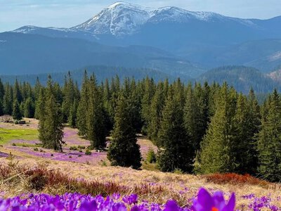 В Україні з'явилася перша пісня, присвячена крокусам