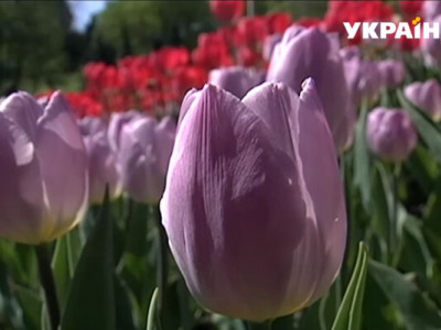 Полийте цим тюльпани – бутони  стануть величезними