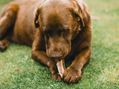 Що буде, якщо собака з'їсть шоколад: він надзвичайно токсичний для них