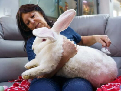 Мешканка Великобританії виростила кролика-гіганта