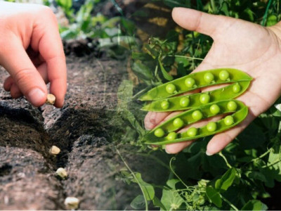 Саджаємо горох у квітні: найвитриваліший овоч для мінливого клімату