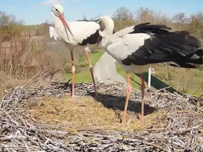 Лелека Одарка повернулася до відомого гнізда на Полтавщині та виявила там іншу пару птахів