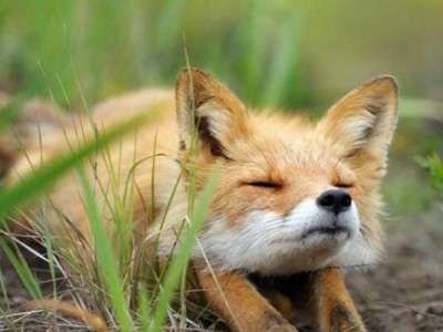 В Україні стартував «сезон тиші»: що заборонено до 15 червня