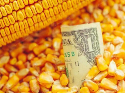 Кукурудза йде вгору: як війна на Близькому Сході та дешевий імпорт змінюють правила гри