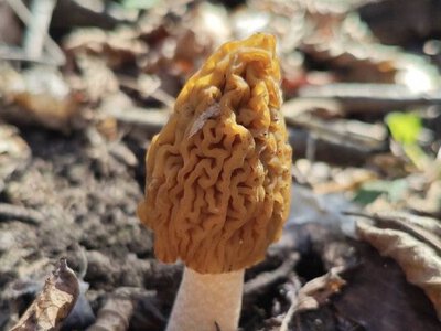 У лісі вже є гриби