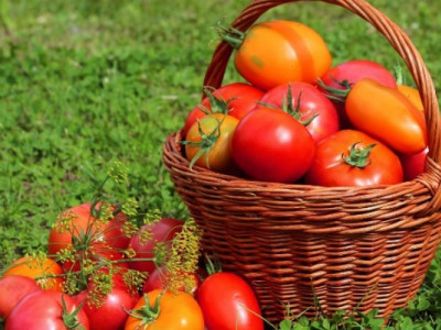 Буде щедрий врожай помідорів: порада від досвідчених городників