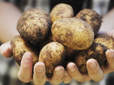 Низька врожайність картоплі: 5 критичних помилок при підготовці та посадці