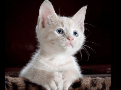 Як часто треба годувати котів? Відповідь вас здивує