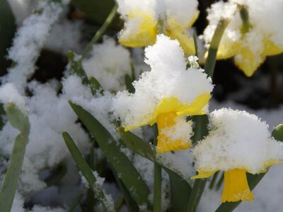 Заморозки та мокрий сніг атакують Україну вже незабаром, - синоптик