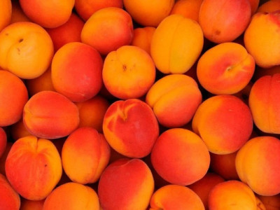 Чому абрикоси цвітуть, коли ще холодно: біологічний годинник дерева та ризики для врожаю