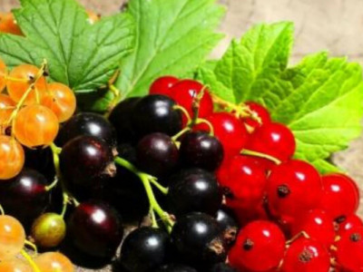 Секрети весняного догляду за смородиною: як отримати гарний врожай