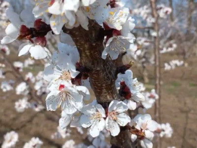 Абрикосові заморозки накриють усю Україну