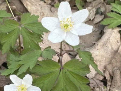 Греки називали її «донькою вітрів», а українці лікували нею пневмонію: Полісся вкрилося унікальним білим цвітом
