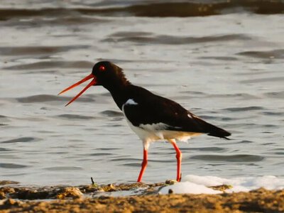 Поки лунає війна — природа живе: у нацпарку на Одещині зафіксували рідкісних птахів