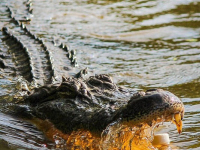 Індія хоче залучити змій і крокодилів для охорони кордону