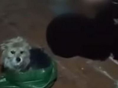 Українські воїни евакуювали кота і собаку дроном – вони пролетіли 12 км (ВІДЕО)