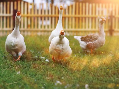 Вирощування гусей та качок: який вид пернатих вигідно розводити