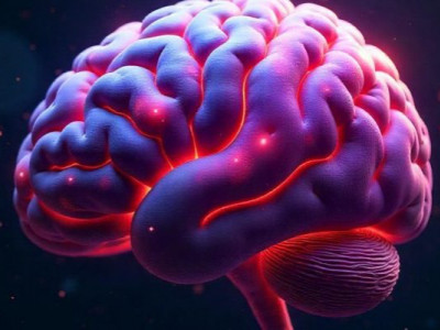 Вчені виявили білок, що "старить" мозок