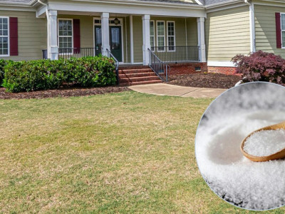 Навіщо навесні посипати газон цукром: секрет від садівників