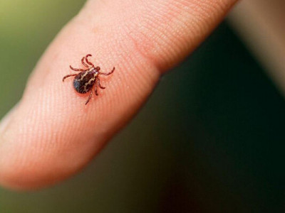 Це може врятувати здоров’я: перші дії після укусу кліща