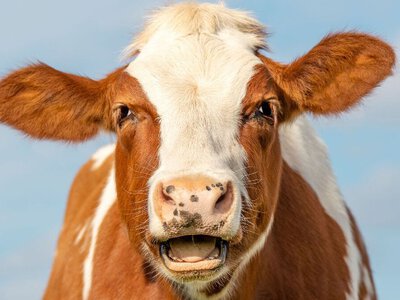 Як дорого утримувати корову в Україні?