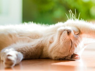 Синоптики розповіли, коли очікувати теплу погоду