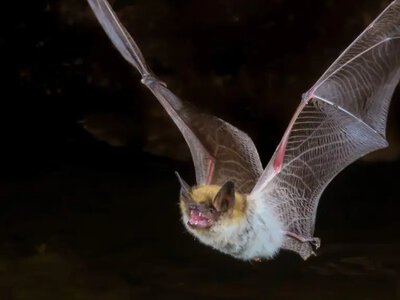 Політ в нове життя: у Львові випустили пів сотні кажанів