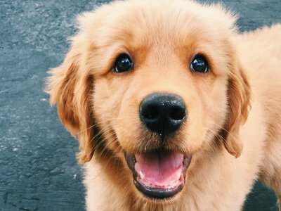 Втік після вибухів: історія песика, який загубився в Охтирці