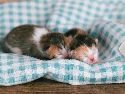 Восьмеро новонароджених кошенят знайшли в пакеті на узбіччі дороги — їх врятували