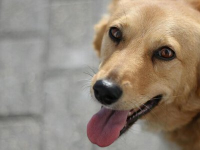 Топ-5 найздоровіших порід собак з найменшою кількістю проблем