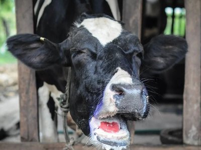 100 тисяч спалених корів і прихована епідемія. Чому в Росії масово знищують худобу