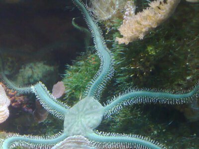 Морський “Фенікс”: в Антарктиці зафіксували істоту, що відрощує щупальця. ВІДЕО