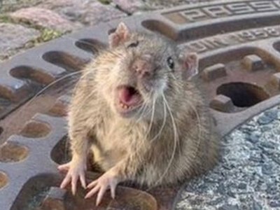 В Україні прямо на вулиці помітили величезного щура (відео)