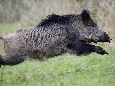 Дикі кабани приймають ванни та роблять масаж об дерева у Карпатах