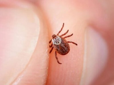 Укус кліща — це доволі часте явище: як захистити себе та своїх домашніх улюбленців