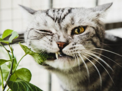 Домашні рослини, які не отруять ваших котів і собак
