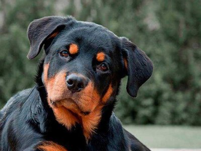 Дресирувальник назвав три породи собак, яких би нізащо не хотів заводити