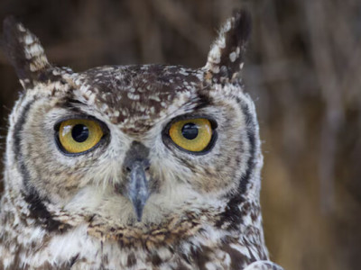 На Чернігівщині врятували сову, яка втрапила в антидронову сітку: чим годують