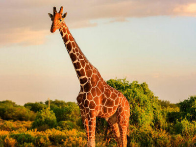 Найвища тварина світу спить 30 хвилин на добу: вражаючі факти про жирафів