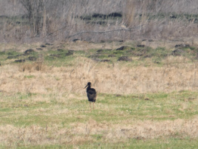 Рідкісного чорного лелеку зафіксували у нацпарку на Рівненщині