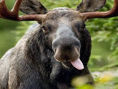 Весняна усмішка з Чорнобиля: у заповіднику зафіксували величного лося-фотомодель