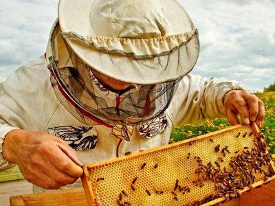 Як стати пасічником: інструкція