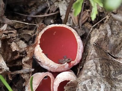 Виглядає отруйним, але його їдять навіть сирим: в Україні масово знаходять чудернацьку саркосцифу