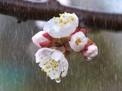 Весняна нестабільність: Україну чекають дощі та прохолода 