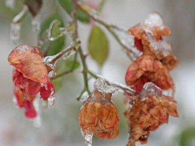 Квітневі заморозки: коли повернеться тепло?