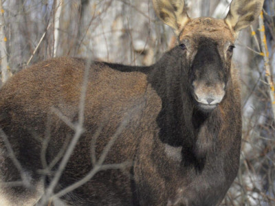 Поїли молоді сосни: як лісові тварини пережили зиму