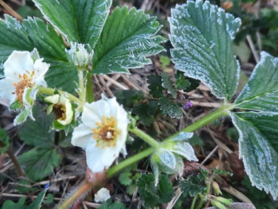 «Чорні квіти» замість врожаю: Як третя ніч заморозків на Закарпатті знищила сади та городи