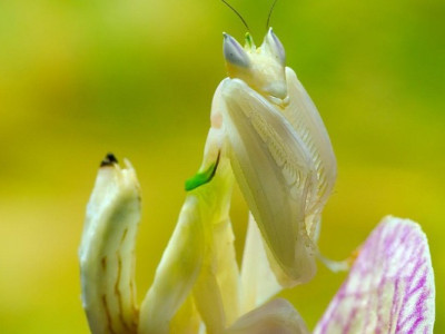 Маскарад убивць: вчені викрили найбільш підступних істот планети